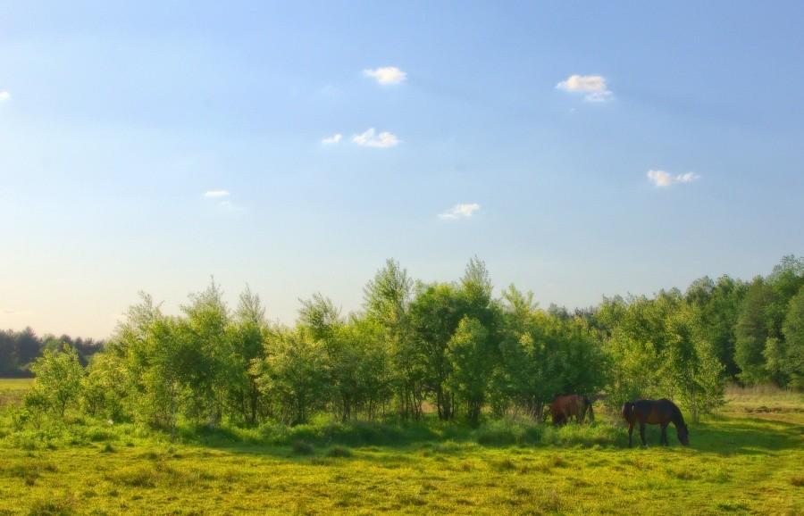 Konik na łące