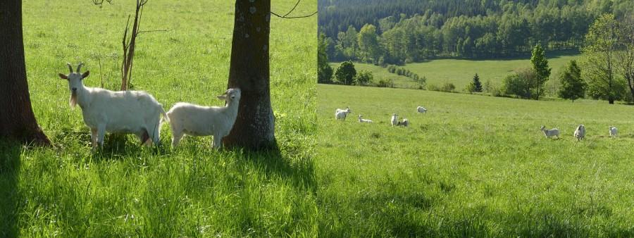 Kozie tutki ;) czyli Czarna Góra już blisko.