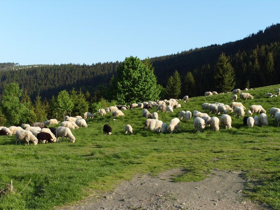 Prawie jak w Zakopanym owce juhas tylko oscypków brak.