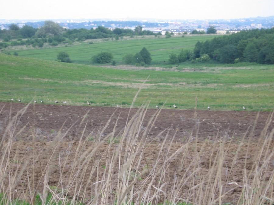 Inwazja bocianów