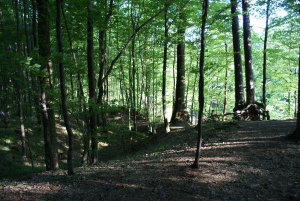 zbliżam się do sosny na szczudłach