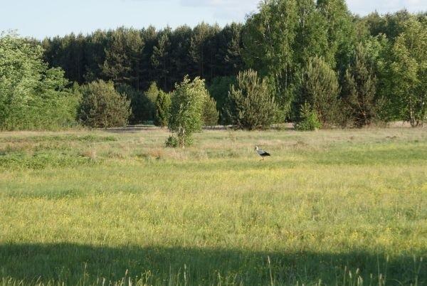 bociana spotkałam