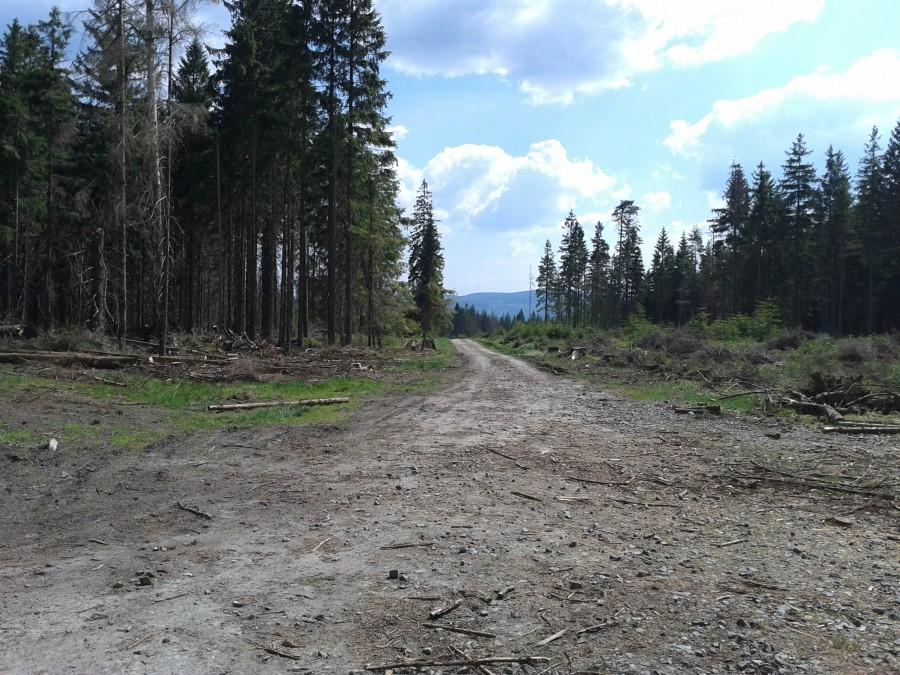 I tu po 5km odbiłem w lewo na dukt leśny w stronę Dusznik.