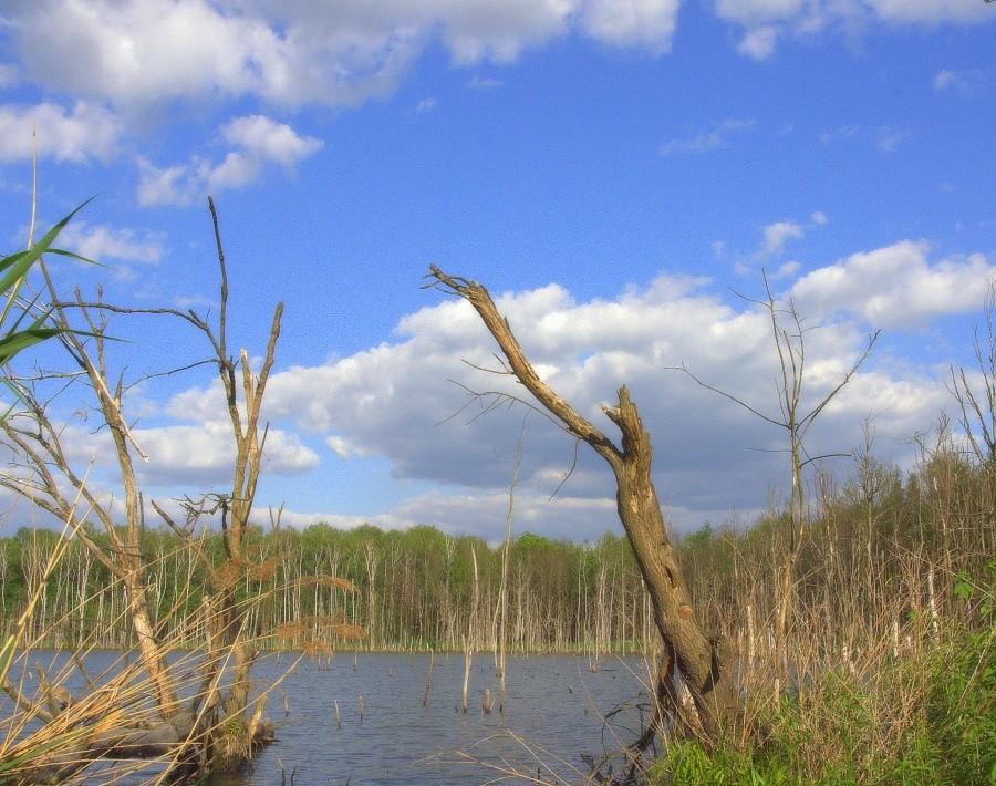 Piekne popołudnie nad stawem