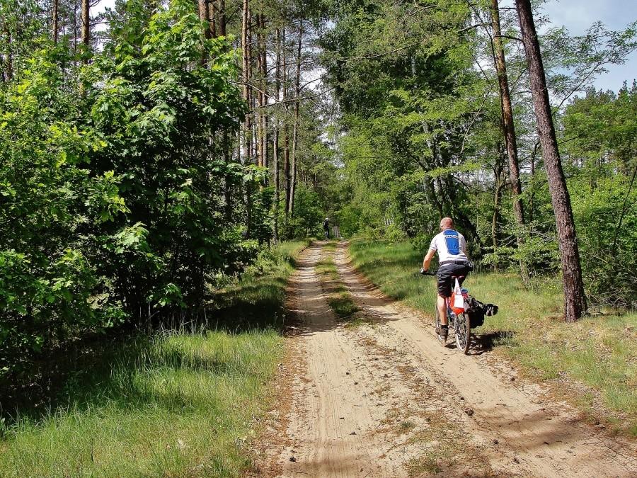 Wiesiek na leśnej drodze.