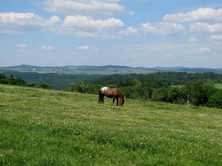 Konik na wypasie . Okolice Jirikova.