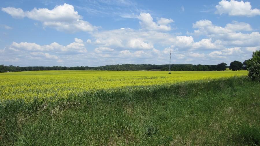 Pola rzepakowe