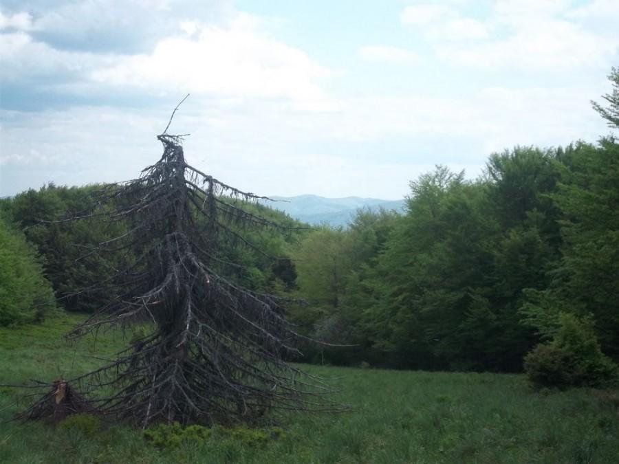 widok ze szczytu - Łopiennik