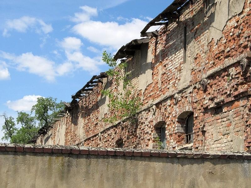 a na ruinach brzoza sobie rośnie