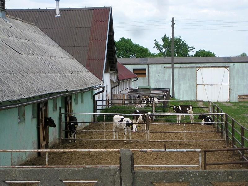 Cielaczki na gospodarstwie w Szczodrzykowie