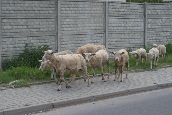 puk puk puk, oto ja, zagubiona owca Twa...