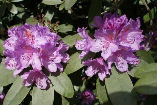 arboretum
