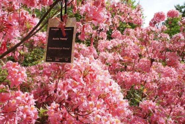 arboretum