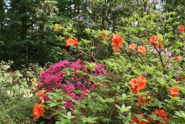 arboretum