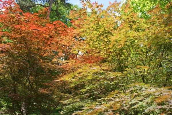 arboretum