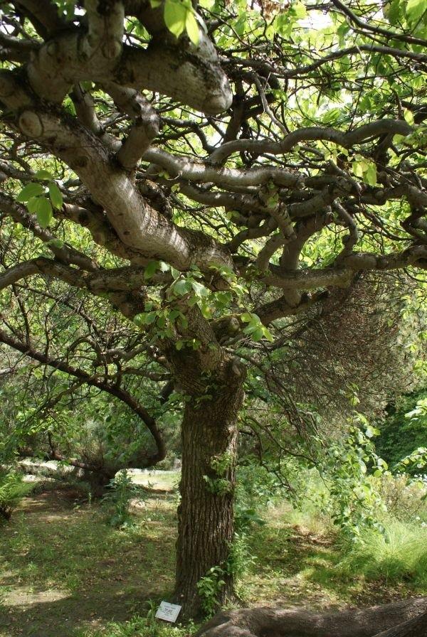 arboretum