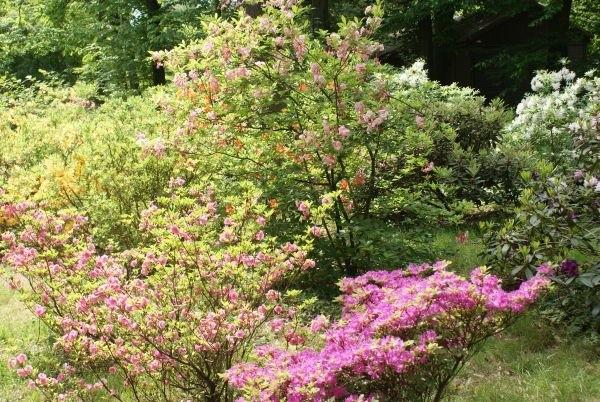 arboretum