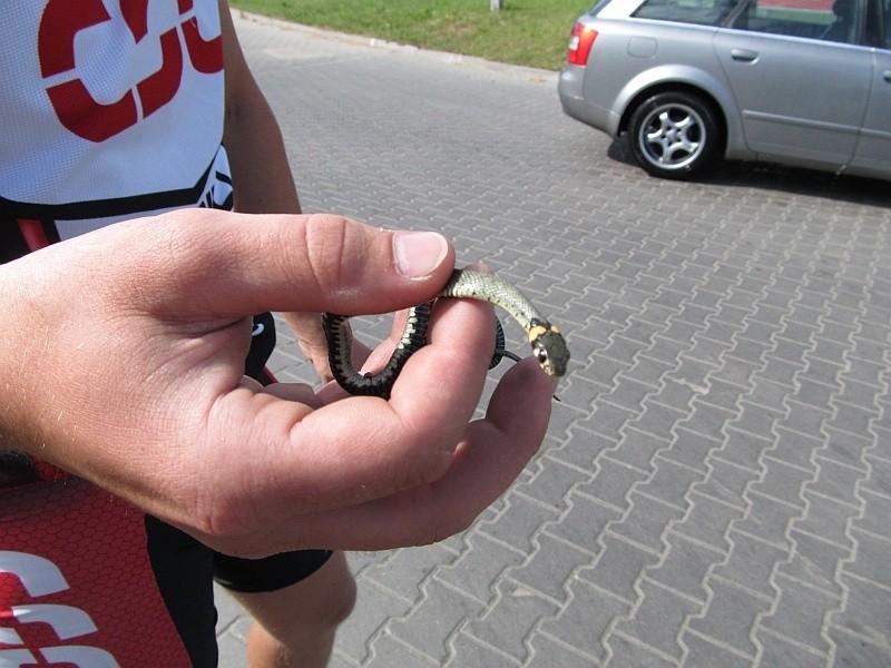 Uratowałem zaskrońcowi życie, przenosząc biedaka z ulicy na której się wygrzewał