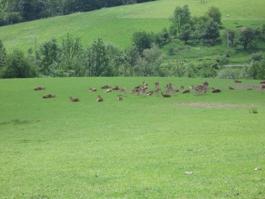 Czyżby prace nad klonowaniem?