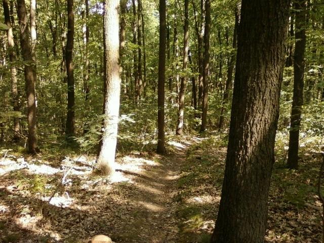 Singletrack zjazdowy