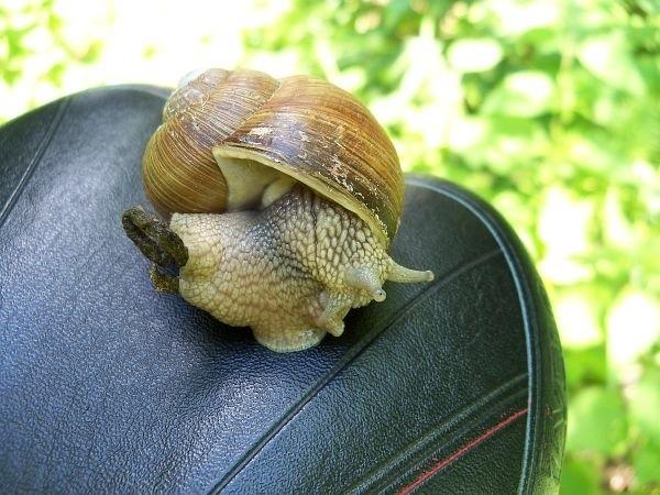 Winniczek - tak sobie teraz myślę, że uchwyciłem go jednak w kiepskim momencie ;)