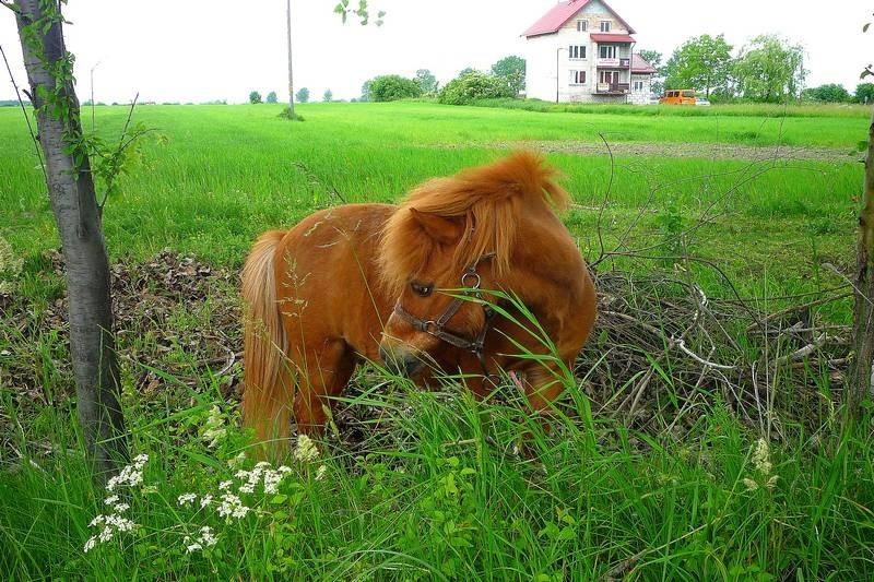 Konik