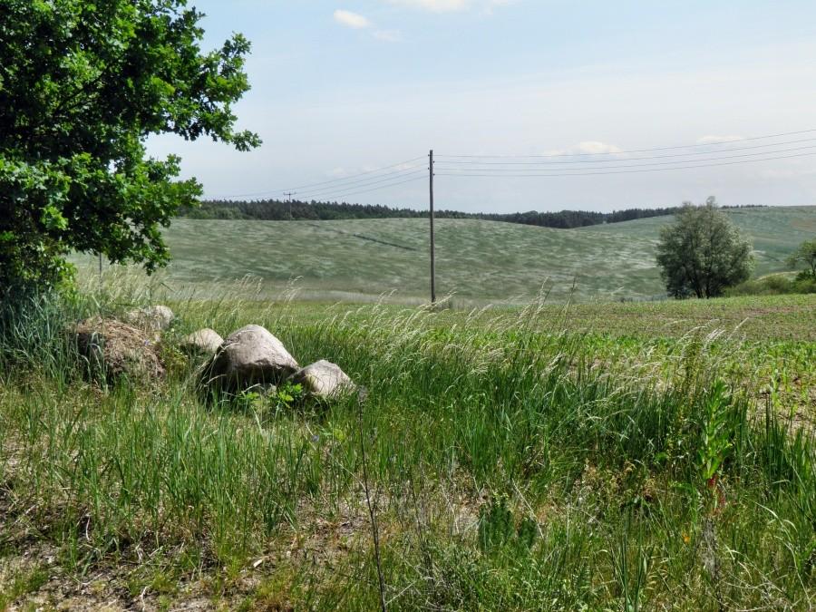 Falujące na wietrze zboże pod miejscowością Bismark.