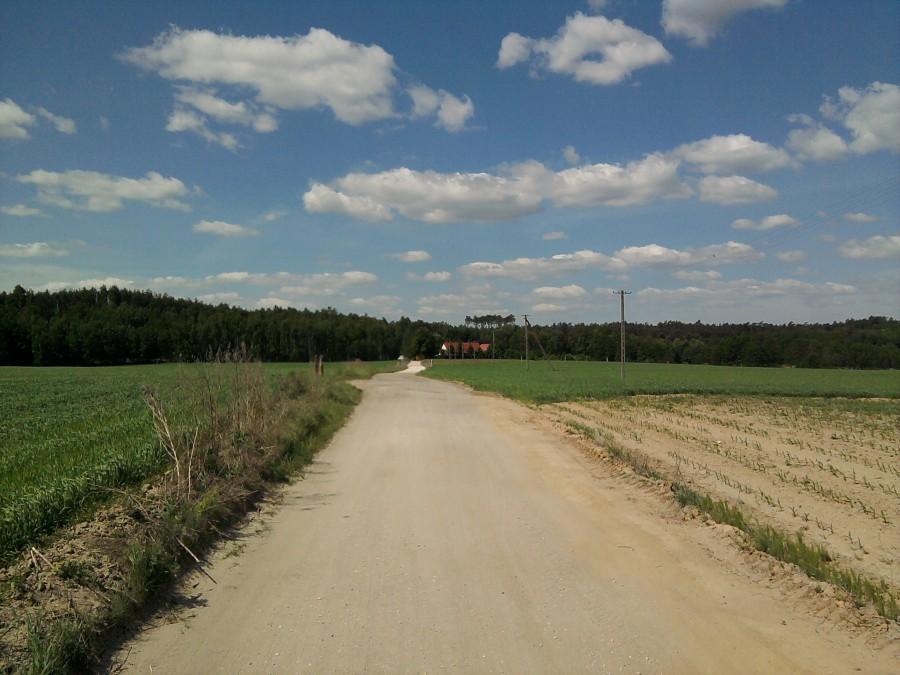 kukurydza dopiero rośnie przy drodze do leśnictwa Dąbrowa