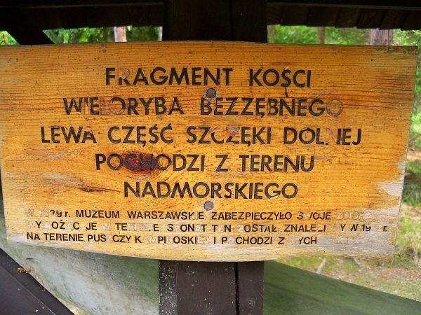 O szczęce słów kilka