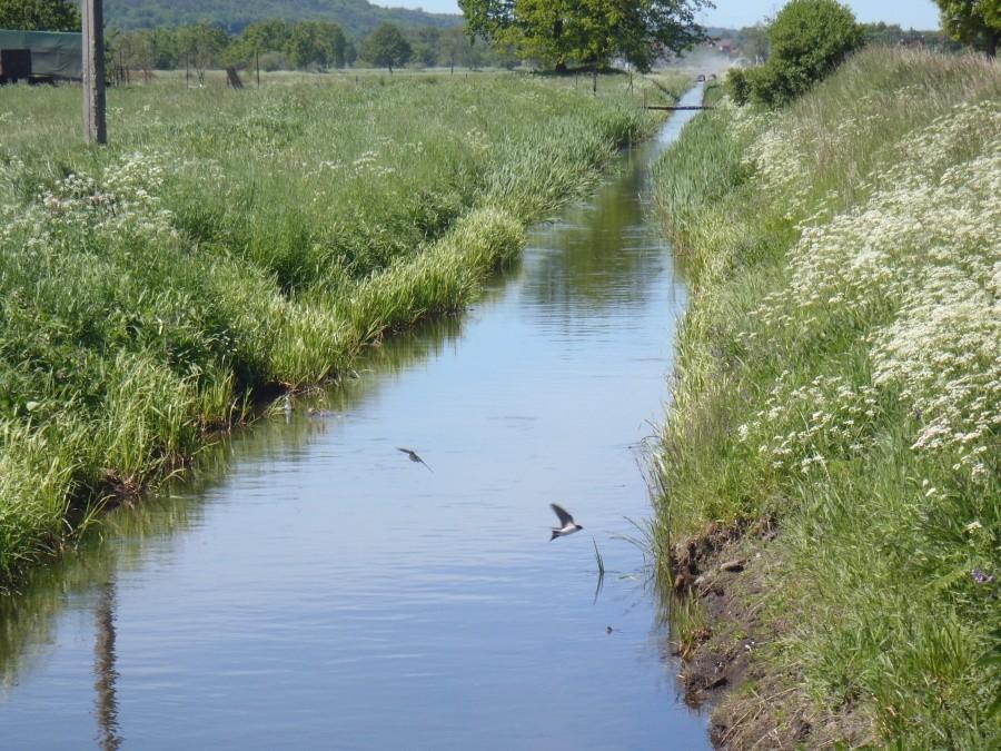Jaskółki