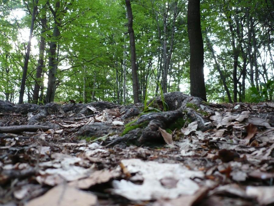 Korzonki... te w terenie nie bolą