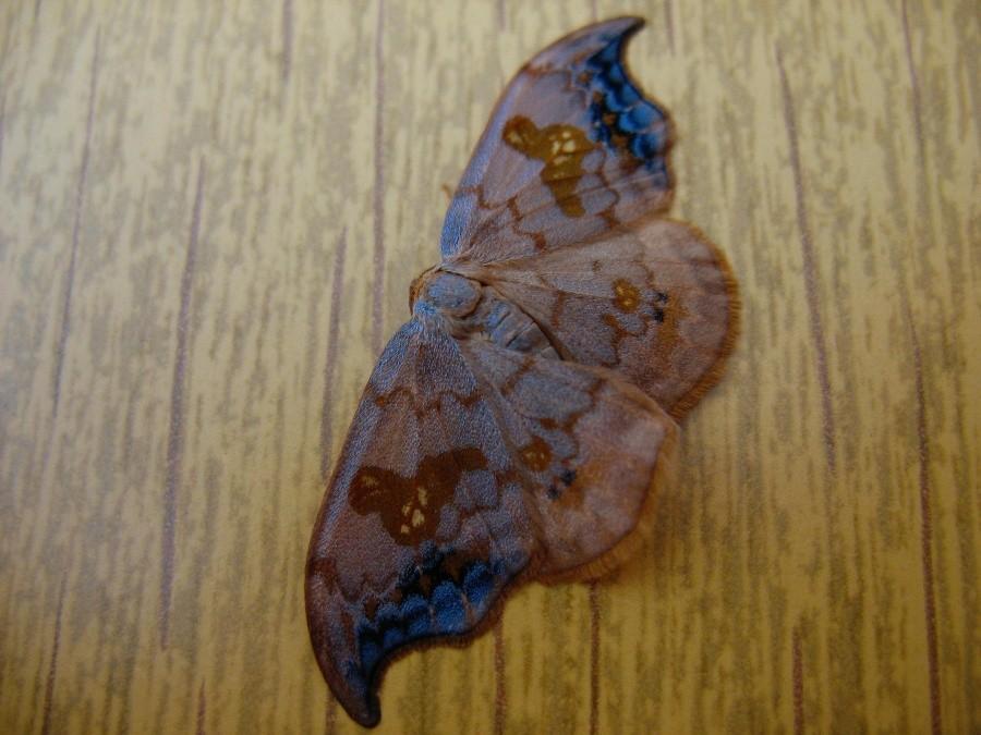 Nocny kompan