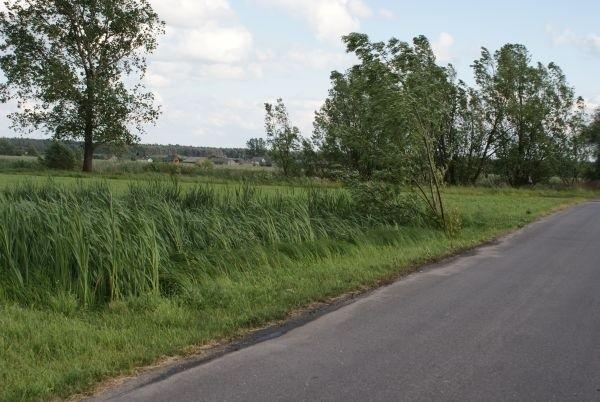 przy takim wichrze drzewa się wyginają