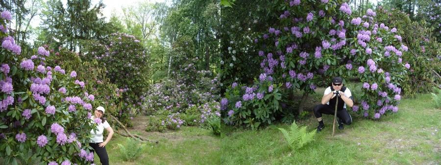 I pięknie kwitnące rododendrony w parku zdrojowym ;).
