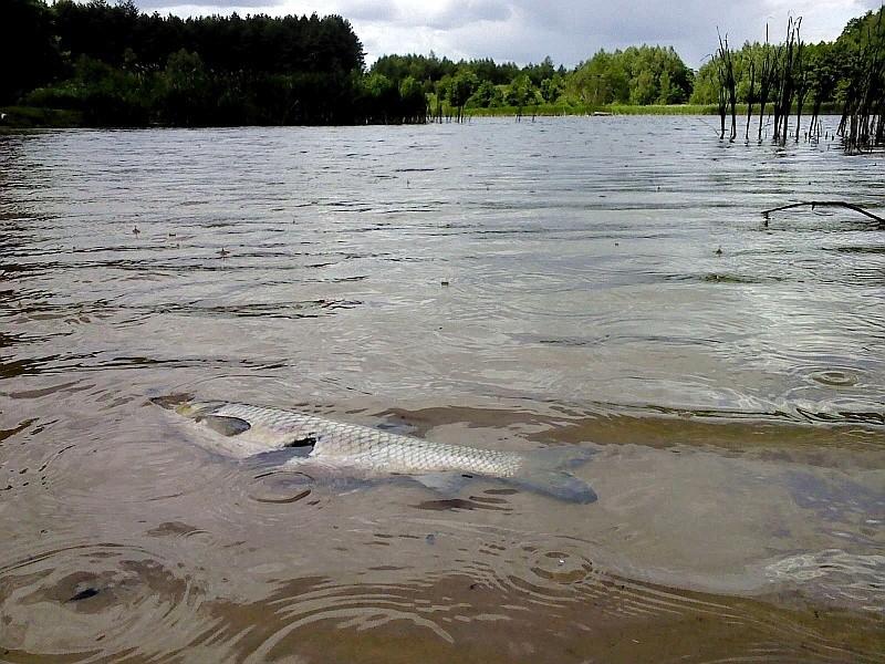Jankowo - rozszarpany amur na brzegu jeziora i krople deszczu na tafli
