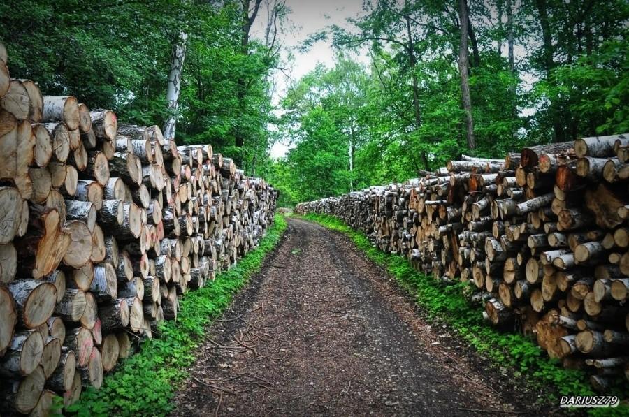 Wjazd do lasu zagórskiego od strony Kazimierza - Sosnowiec