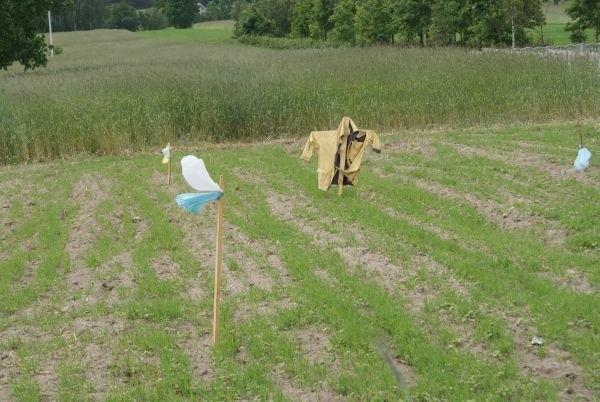 kto przewagę ma?