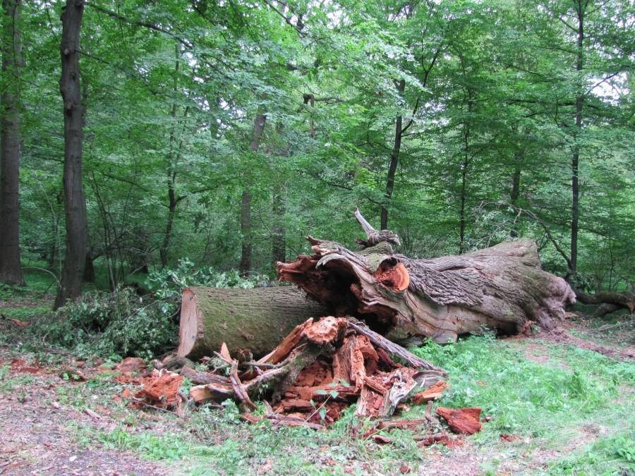 Vresina , przejeżdżam ścieżka rowerową w okolice Hat'