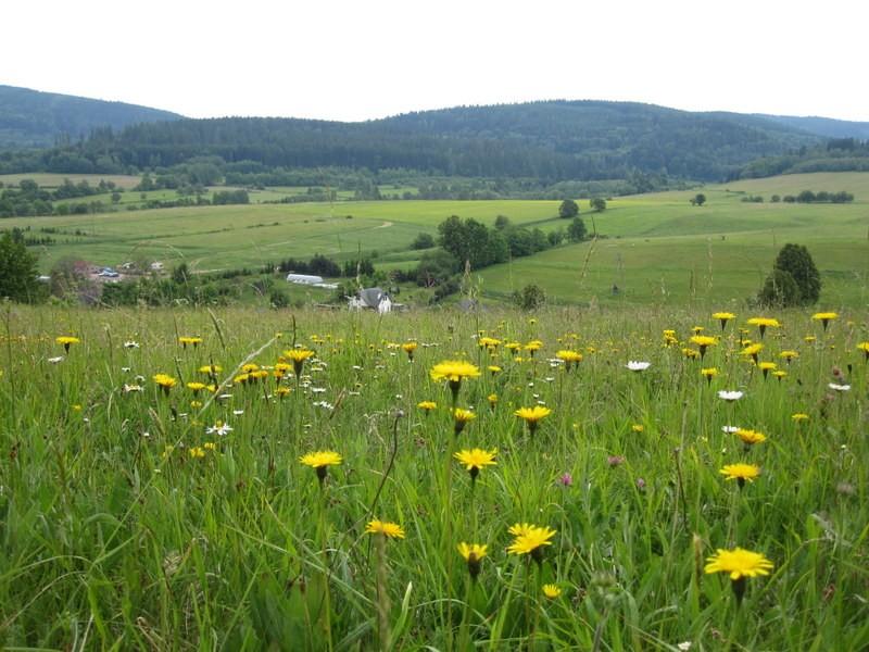 Łąka nad Szczytną