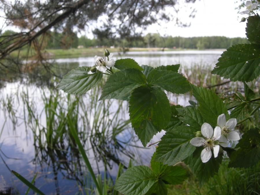 Będą jeżyny