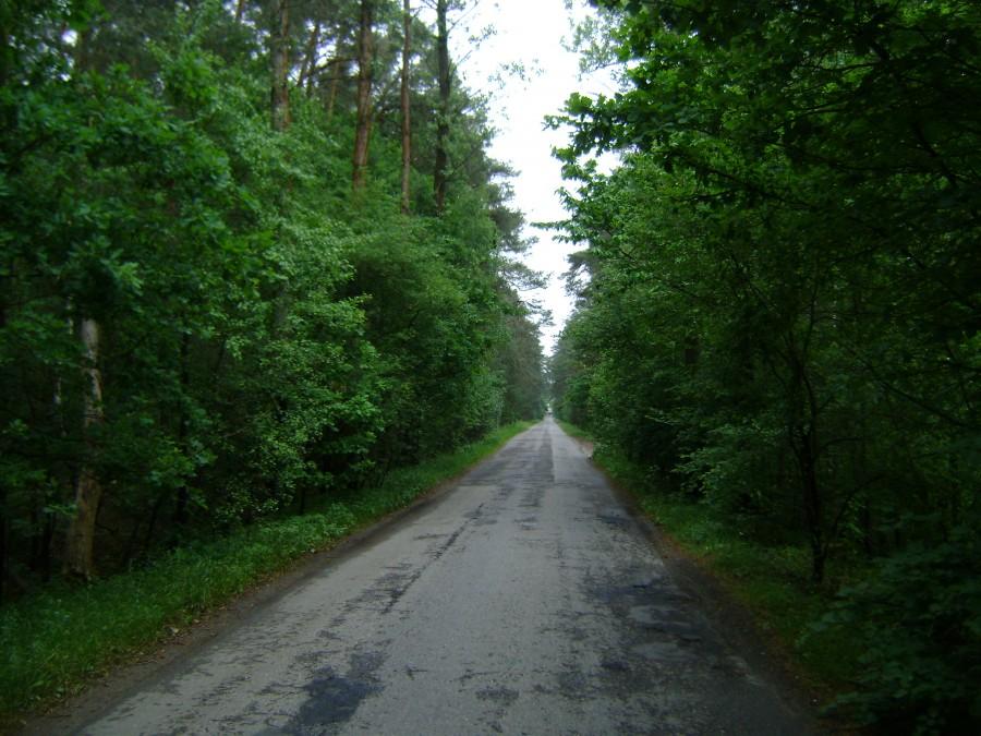 Leśny odcinek drogi na Glinnik