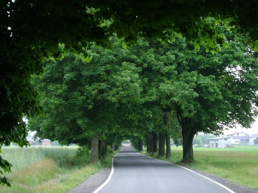 Piękna aleja lipowo-dębowa na drodze Glinnik-Spała