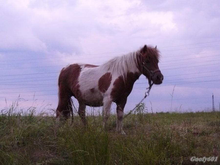 Konik :)