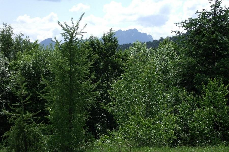 Widoczek