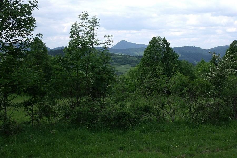 Widoczek