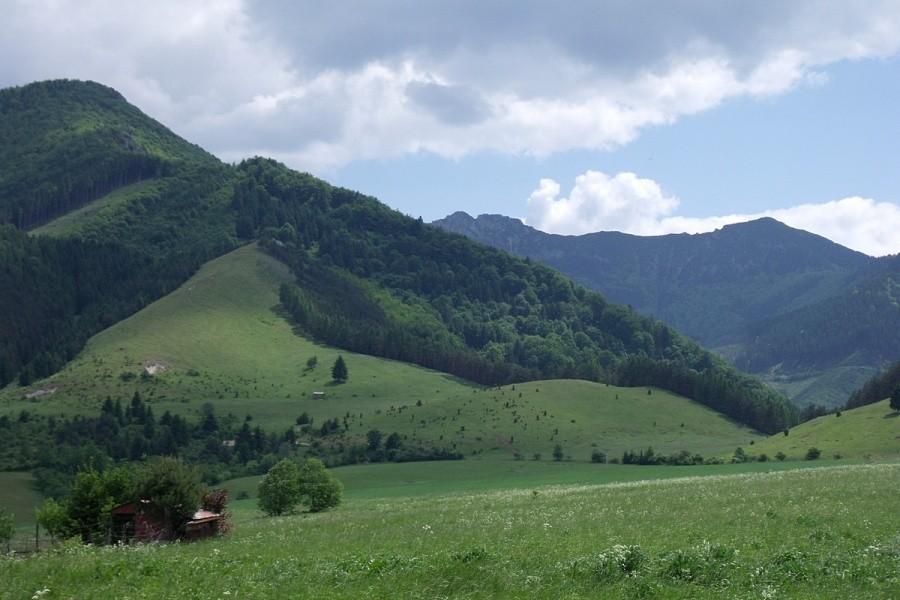 Widoczek