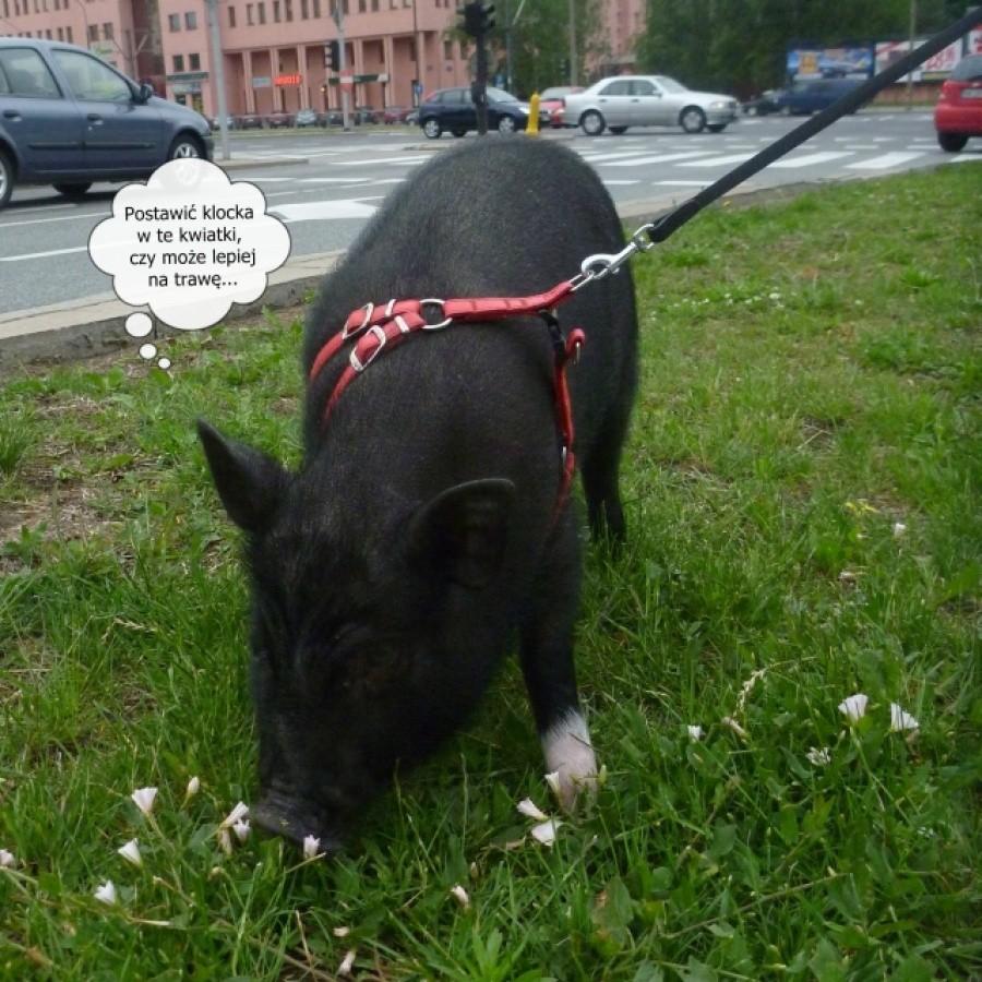 Świnia ma taką przewagę nad psem, że nie trzeba po niej sprzątać.