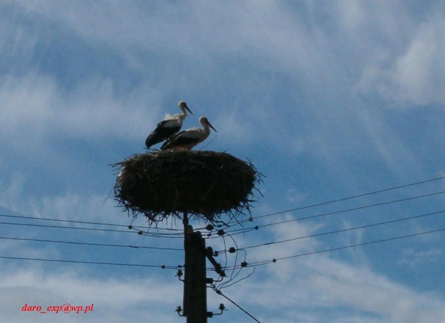 Para bocianów - wieś Turze, gmina Tczew - 03.06.2012