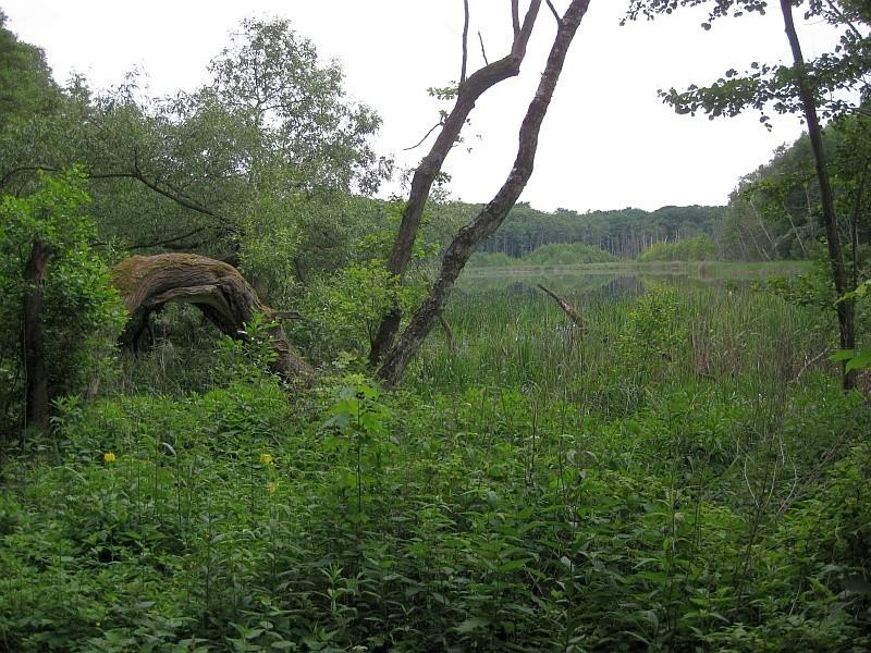 Zarośnięte brzegi Jeziora Kamionek