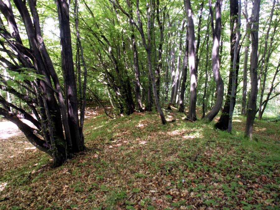 Grodzisko- wał obronny